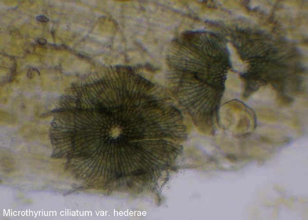 microthyrium ciliatum var hederae